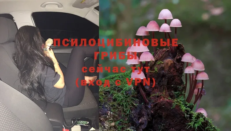 купить  сайты  Кудымкар  Галлюциногенные грибы MAGIC MUSHROOMS 